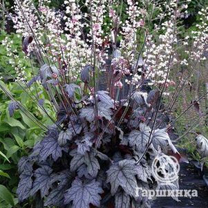 

Гейхерелла Инфинити