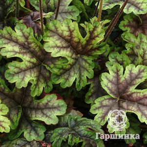 

Гейхерелла Тапестри