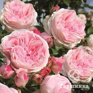 Роза Джардина плетистая, Топалович (лиц)