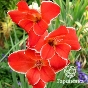 

Гладиолус мини Атом 5 шт