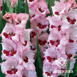 

Гладиолус Вайн энд Роузес 5 шт