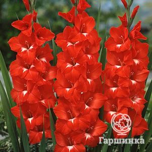 

Гладиолус Традерхорм