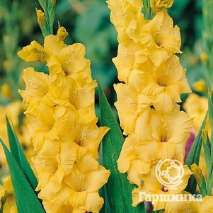 

Гладиолус Лимончелло 5 шт