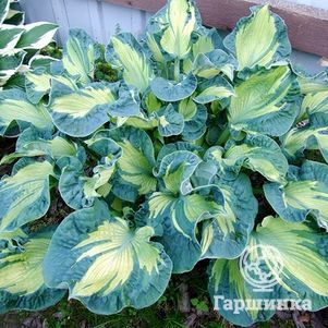 Хоста Голден Медоуз ML 550₽