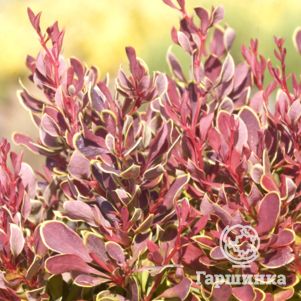 

Барбарис Тунберга Голден Руби