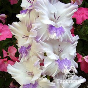 

Гладиолус Голубая Бабочка