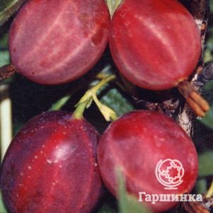 Крыжовник Русский 380₽