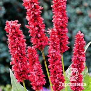 

Горец змеиный Фэт Домино