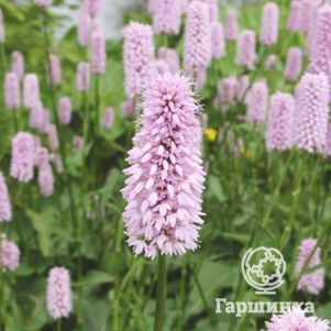 

Горец змеиный Суперба