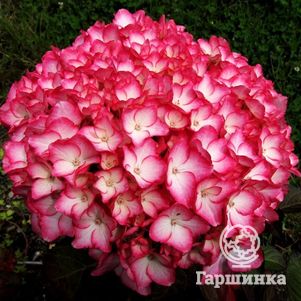 Гортензия Сабрина крупнолистная (макрофила)