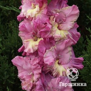 

Гладиолус Град Китеж