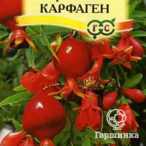 

Гранат карликовый Карфаген 5 шт, Семена Гавриш