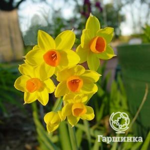 

Нарцисс Гранд Солейль дОр мини 5шт