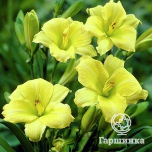 

Лилейник Грин Флутер