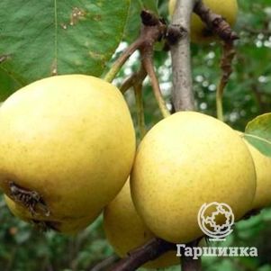 

Груша Скороспелка из Мичуринска