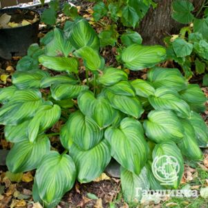 

Хоста Гуакамоле (ML)