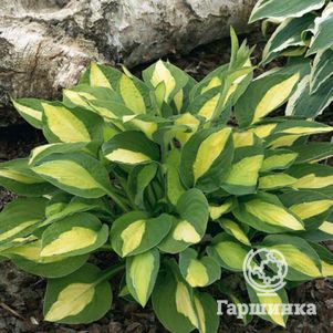 Хоста Джипси Роуз S 600₽