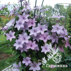 

Клематис Хегли Хайбрид крупноцветковый (3)