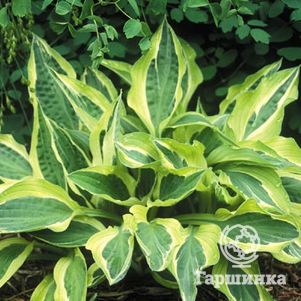 Хоста Ханки Панки M 600₽