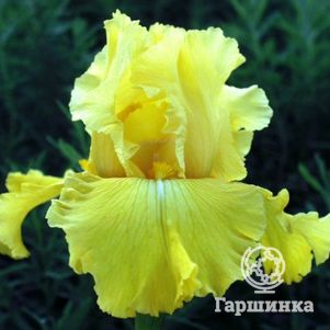 

Ирис бородатый Харвест оф Меморис