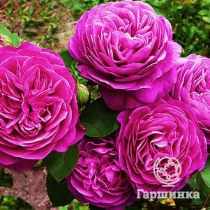 Роза Дамсон флорибунда, Imperial Rose