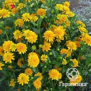 

Гелиопсис (солнечник) Асахи