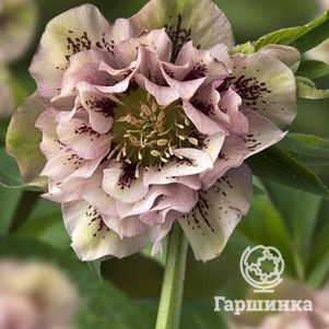 

Морозник махровый Элле Пинк Споттид