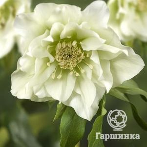 

Морозник махровый Эллен Вайт