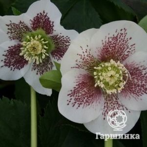 

Морозник Боллен