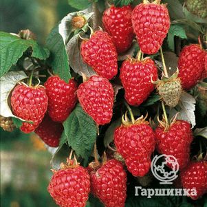 

Малина Херитейдж ремонтантная