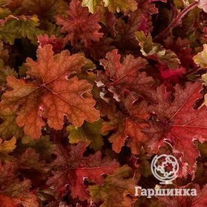 

Гейхера Джинжер Пич