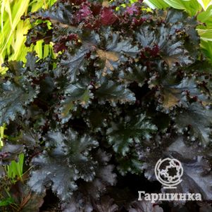 

Гейхера Блэк Таффета