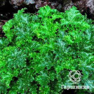 

Гейхера Эпл Крисп