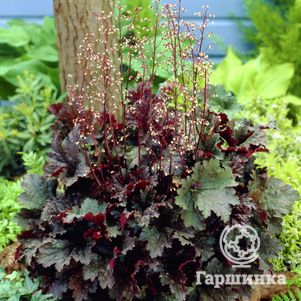 

Гейхера Чоклэт Раффлз