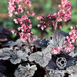 

Гейхера Милан