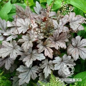 

Гейхерелла Гансмоук