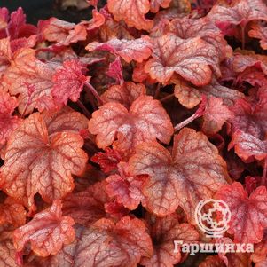 

Гейхерелла Купер каскад