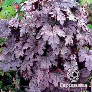 

Гейхерелла Плам Каскад