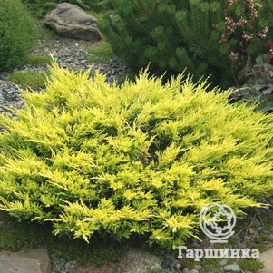 

Можжевельник горизонтальный Лаймглоу