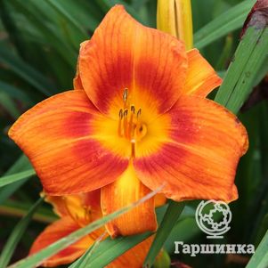 

Лилейник Холидэй Делайт