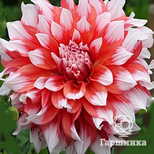 

Георгина Холланд Фестиваль (МАКСИ) декоративная