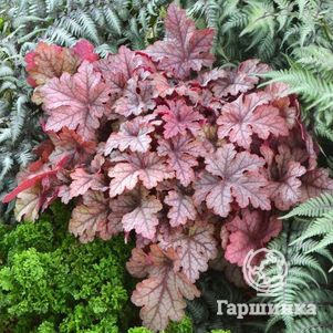 

Гейхерелла Хоней Роуз