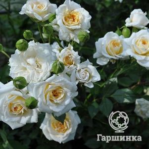 Роза Джейн миниатюрная, Imperial Rose
