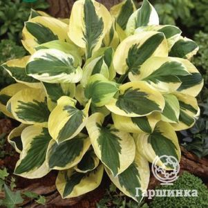 

Хоста Брим Кап (SM)