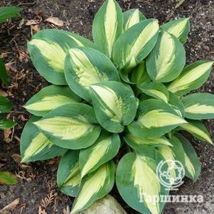 

Хоста Чайн Лайтнин (M)