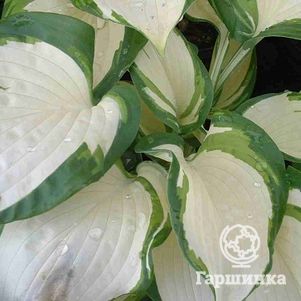 

Хоста Дансинг ин зе Рейн (M)