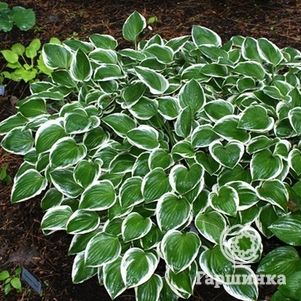 

Хоста Даймонд Тиара (SM)