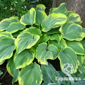 

Хоста Ирс Энджел (L)