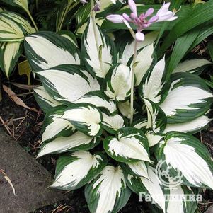 

Хоста Файр анд Айс (S)