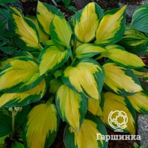 

Хоста Джоржия Свитхарт (M)